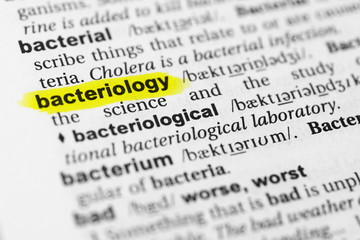 Highlighted English word 