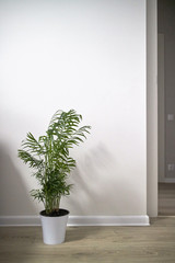 Decorative Areca Palm tree on white background