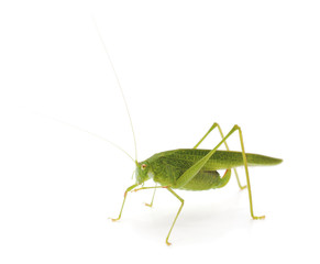 Little green grasshopper.