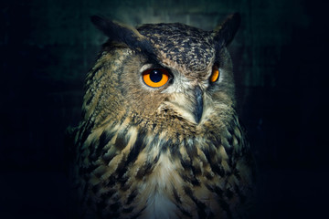 Owl close up at night.