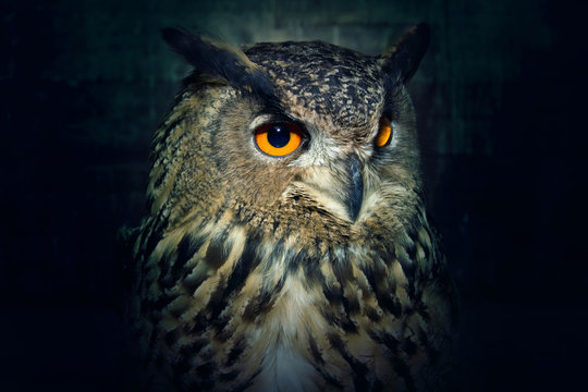 Owl close up at night.