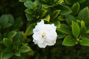 Obraz na płótnie Canvas Gardenia jasminoides or gardenia or cape jasmine white flowers with green foliage