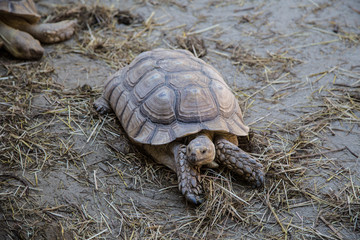 afrikanische Riesenschildkröten