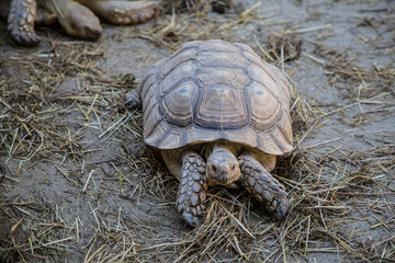 afrikanische Riesenschildkröten