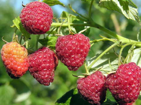 close-up of ripe raspberry in the garden 