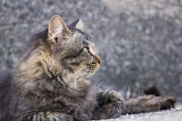 猫　港