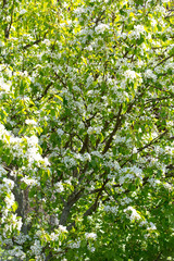 The spring bloom of fruit trees in the garden