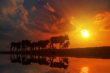 Naklejka na ściany i meble sunset landscape and country life of a farmer control buffalo walking to home with reflecton in water