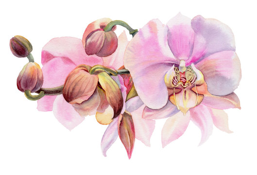 Watercolor flowers. Pink orchids