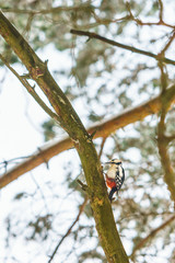 Woodpecker in the winter forest