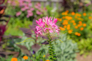Farbenfrohe Sommerblumen