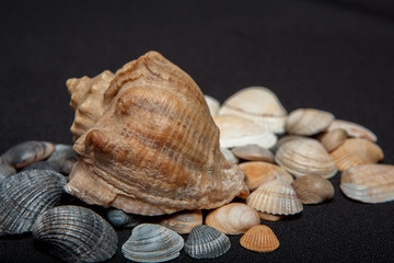 single seashell standing on small shells isolated on black background