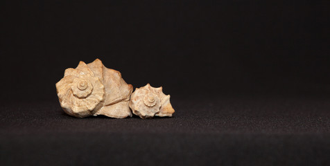two seashell isolated on black background, place for text