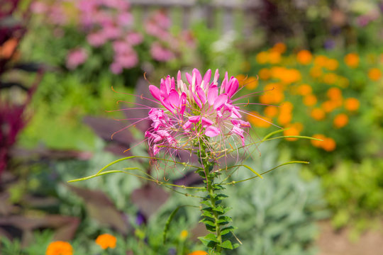 Farbenfrohe Sommerblumen