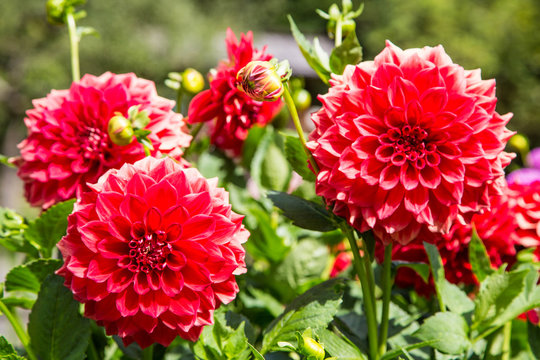 bunte, pr&auml;chige Dahlien im Sommer in Vollbl&uuml;te