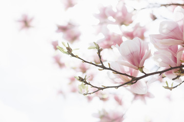Beau magnolia en fleurs. Scène de printemps en plein air