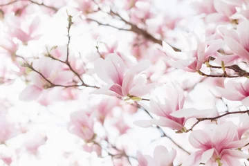 Foto op Plexiglas Magnolia Close-up van magnoliabloesems met vage achtergrond en warme zonneschijn