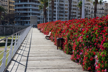 Pink flowers on a bush