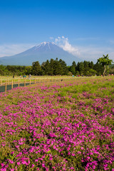 Shibazakura flower field with Mount Fuji san in the background in  Fuji Shibazakura Festival