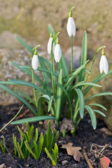 Detail of snowdrops in the garden in the sprintime