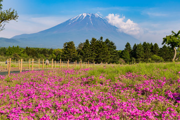 Shibazakura flower field with Mount Fuji san in the background in  Fuji Shibazakura Festival