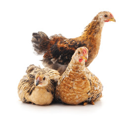 Three brown chickens.