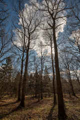 Fototapeta premium Blue sky in woodland setting - Woodland Oxfordshire - UK