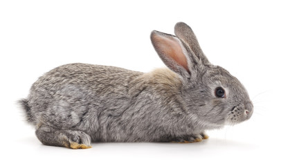 Grey baby rabbit.