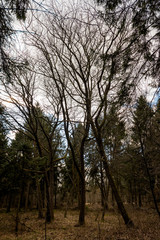 Obraz premium Curved tree branches - Woodland Oxfordshire - UK