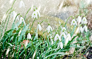 Snowdrops in the Garden in the Snowfall