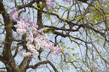 Fototapeta premium Pride of India or Queen's flower in summertime.