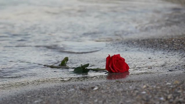 Red rose taken by the sea waves - Powered by Adobe