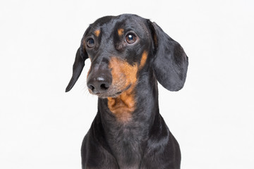 Portrait of an adorable dog (puppy) of the dachshund  breed, black and tan, on isolated on gray  background