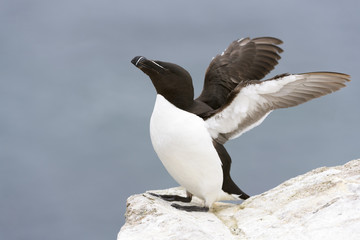 Razorbill (Alca torda) adult, standing on rock of coastal cliff, flapping wings, Great Saltee,...