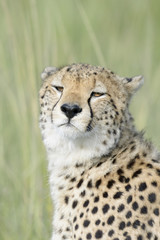 Cheetah (Acinonix jubatus) portrait, close up, Masai Mara, Kenya