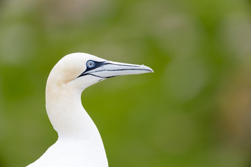 Northern Gannet (Morus bassanus) portrait,  Great Saltee, Saltee Islands, Ireland.