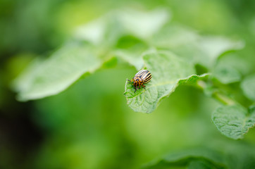 Colorado beetle