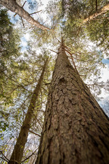 Looking up a Spruce tree in a forest - Woodland Oxfordshire - UK