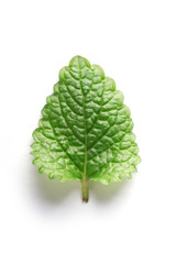 Mint leaf isolated on white background. Top view of fresh green mint © virtustudio