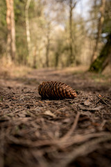 A fallen Pine cone on the forest floor - Woodland Oxfordshire - UK