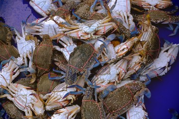 Fresh Blue Swimming Crabs At the Market