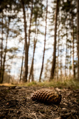 A fallen Pine cone on the forest floor - Woodland Oxfordshire - UK