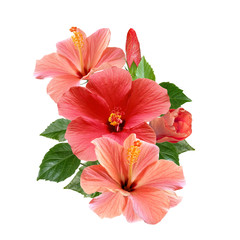 pink hibiscus flowers bouquet isolated on white background