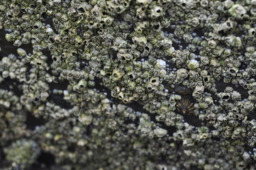 Barnacles on Rock