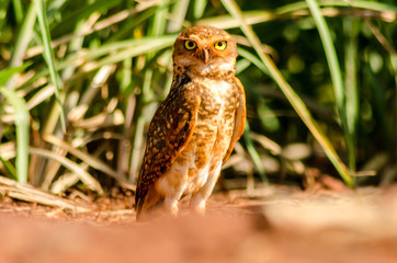 Belas aves do Brasil