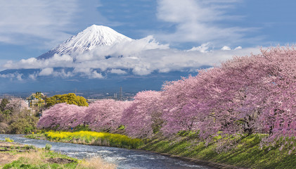 Mountain Fuji in the morning with cherry blossom or sakura in full bloom and river at Shizuoka,Japan - obrazy, fototapety, plakaty