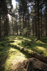 Sunlight through pine trees in a moss covered woodland - Woodland Oxfordshire - UK