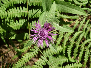 Wiesenblume vor Farnbusch