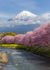 Mountain Fuji in the morning with cherry blossom or sakura in full bloom and river at Shizuoka,Japan © basiczto