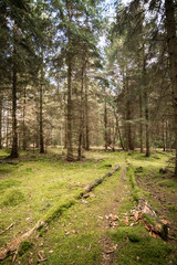 Fototapeta premium Pine trees in a moss covered Woodland Oxfordshire - UK
